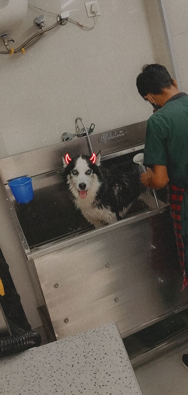 Pet Care